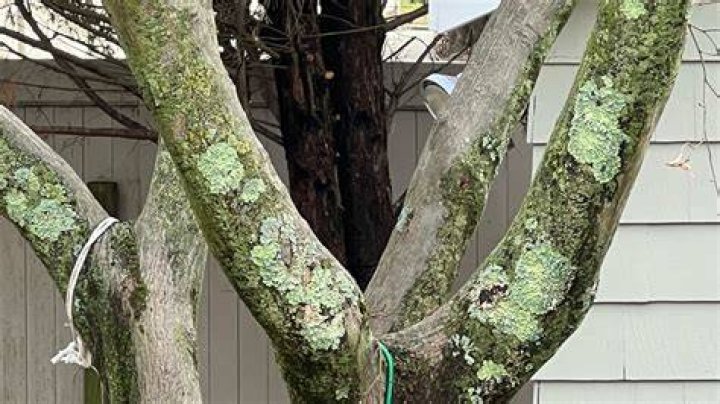 Why does my tree cry?